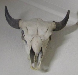lot 50 image: bull skull  2022