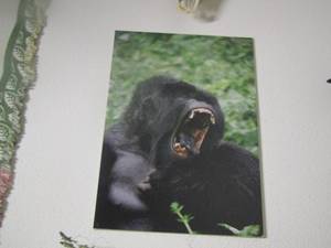 lot 51 image: gorilla art 3120