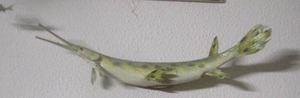 lot 52 image: alligator gar fish wall mount 20-14