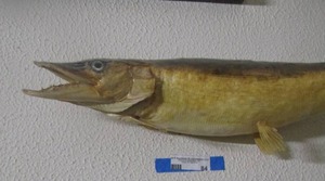 lot 84 image: fish wall mount 27 long