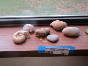 lot 261 image: various types of shells