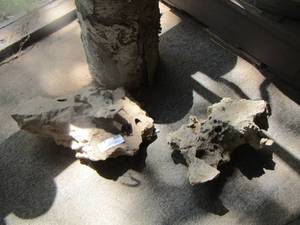 lot 434 image: rocks bones