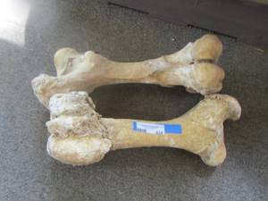lot 438 image: cow bones  18 long