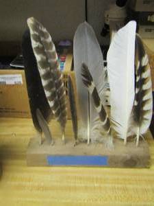 lot 623 image: various types of feathers long and small