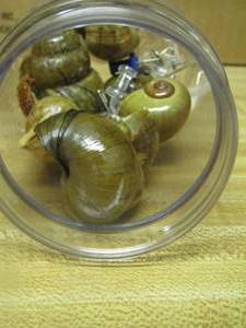 lot 629 image: empty snail shells in jar