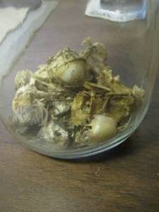 lot 656 image: jar of tini tiny skulls
