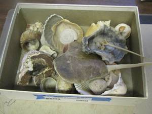lot 660 image: shells, rocks