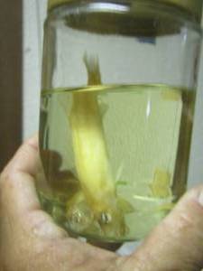 lot 674 image: jar of qty 3 dead fish