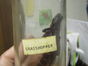 lot 673 image: large grasshopper in a jar