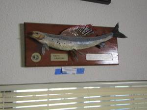 lot 386 image: Artic grayling