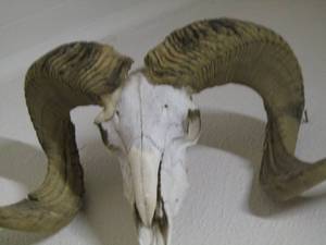 lot 390 image: rams skull 1428