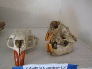 lot 29 image: SKULLS  - BEAVER & NUTRIA