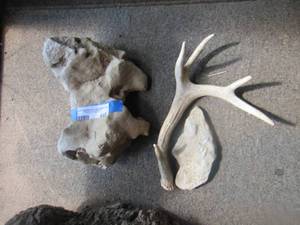 lot 446 image: deer antler - bone