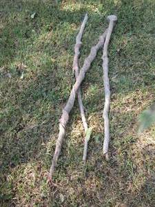 lot 1550 image: wood walking sticks qty 3