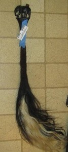 lot 1824 image: AFRICAN FLY WHISK - ZULU COWTAIL BROOM - THE REAL DEAL HERE