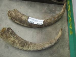 lot 1453 image: qty 2 bull horns