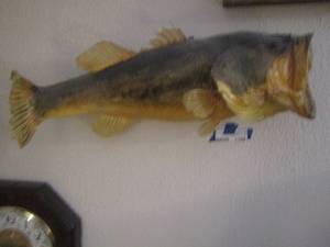 lot 1394 image: 21 long black bass fish