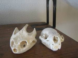 lot 1352 image: OTTER SKULLS