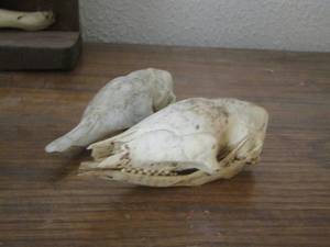 lot 1351 image: UNKNOWN SKULL