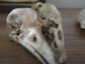 lot 1350 image: BIRD SKULLS
