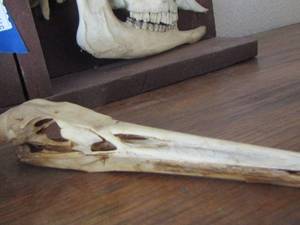 lot 1349 image: PELICAN SKULL