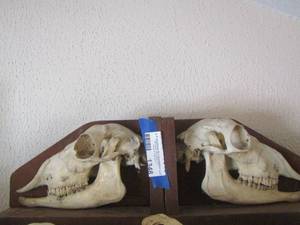 lot 1348 image: ALPACA SKULL BOOKENDS