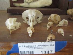 lot 1347 image: BIRD SKULLS OF VARIOUS SIZES