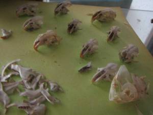lot 1353 image: SEVERAL BIRD SKULLS