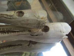 lot 1354 image: qty 2 alligator Garr skull heads