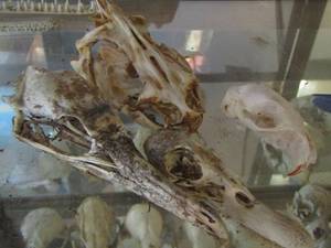 lot 1355 image: STORK SKULLS