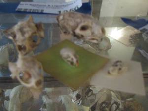 lot 1356 image: VARIETY OF SKULLS