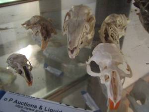 lot 1357 image: LOT OF SKULLS