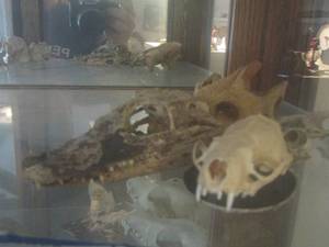 lot 1358 image: GATOR SKULL