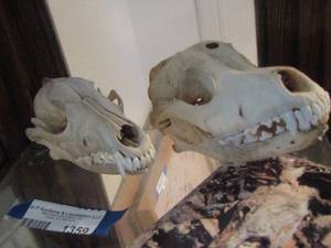 lot 1359 image: MONKEY SKULLS