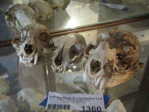 lot 1360 image: WILD CAT SKULLS