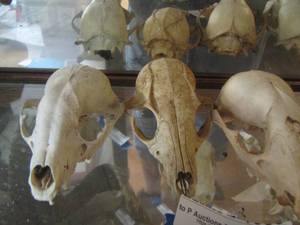 lot 1361 image: WOLF SKULLS