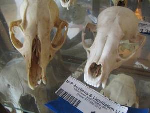 lot 1362 image: WILD DOG OR COYOTE SKULLS
