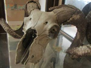 lot 1363 image: RAM SHEEP SKULL