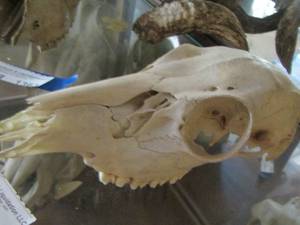lot 1364 image: Deer skull