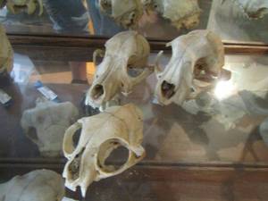 lot 1365 image: CAT FAMILY & RACCOON  SKULLS