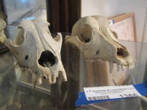 lot 1366 image: BEAR SKULL