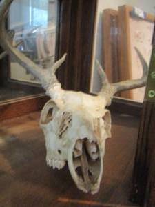lot 1370 image: DEER SKULL