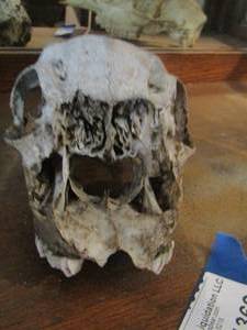 lot 1369 image: RACCOON SKULL  (THATS A LOT OF TEETH)