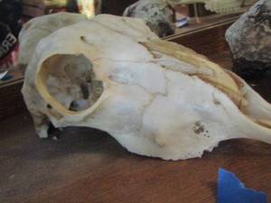 lot 1368 image: DEER SKULL