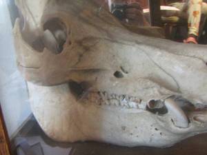 lot 1367 image: HYENA SKULL