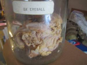 lot 1420 image: ox eyeball in a jar
