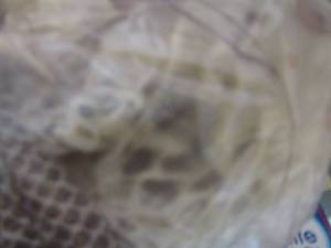 lot 1421 image: snake skin
