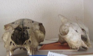 lot 1324 image: SKULLS