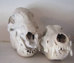 lot 1326 image: JAVALINA SKULL