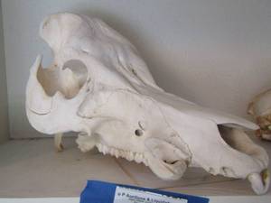 lot 1330 image: WILD HOG SKULL